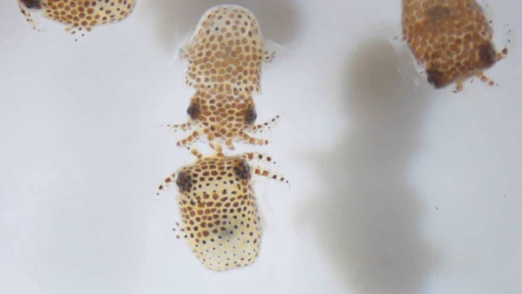 Calamares, NASA, espacio.jpg