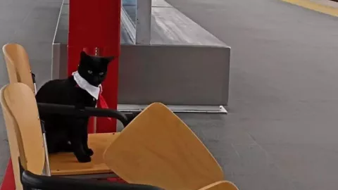 Gatito trabajador del Tren Interurbano causa sensación en redes sociales.