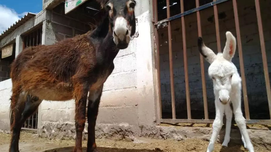 Burro