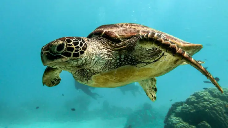 Carne de tortuga_ Mueren 9 personas y hospitalizan a 78 por ingerirla