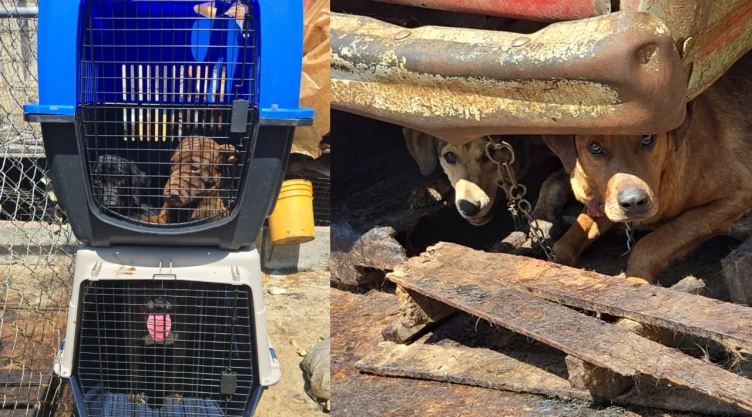 Perros en hacinamiento en Mexicaltzingo, Estado de México