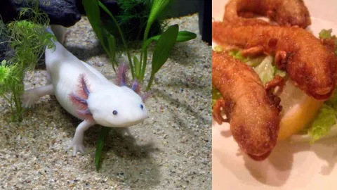 Restaurante japones causa polémica por servir ajolotes