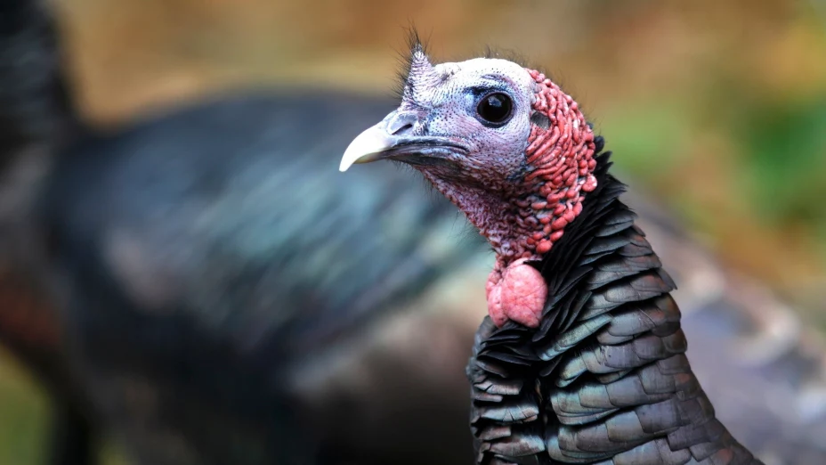 EEUU-INTERCAMBIO DE PAVOS