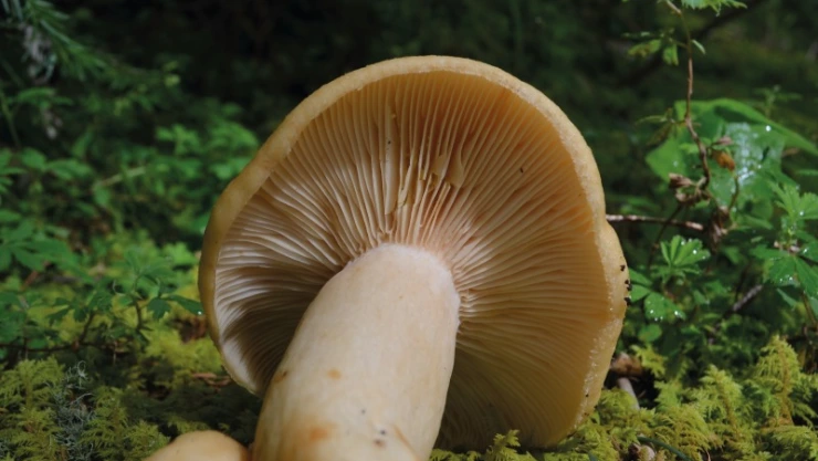 Hongos