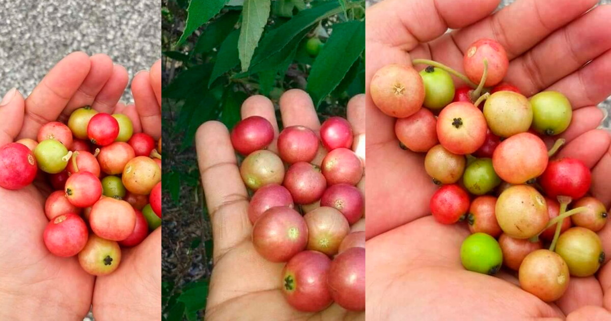 Capul Fruta ¿Cómo es, qué es y cómo se come el capulín de Chiapas? Fruta de ...