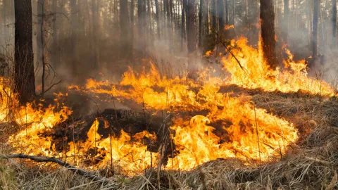 Incendios Forestales