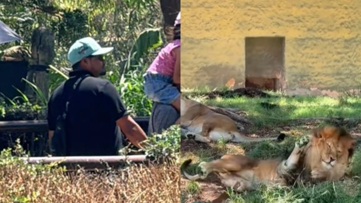 hombre-lanza-piedra-a-un-leon-en-el-zoologico-guadalajara-video-genera-criticas-en-redes