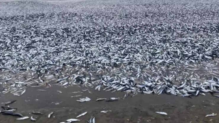 Pescados muertos en Japón