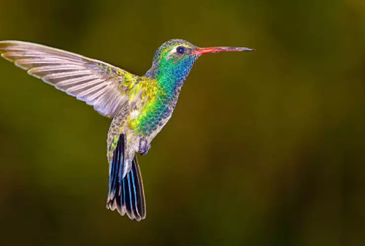 Colibrí