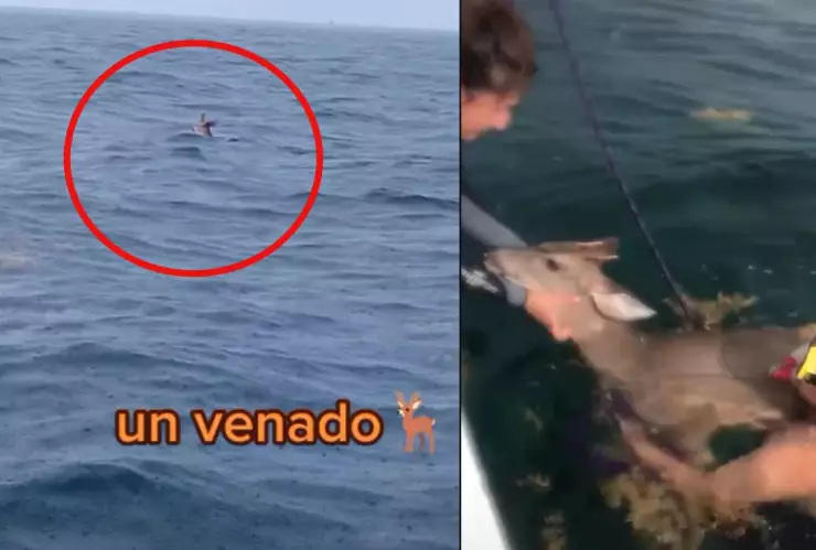 Rescatan a un venado perdido en el mar.