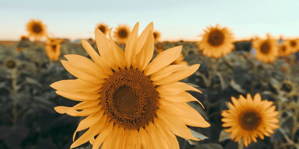girasoles abejas Oaxaca