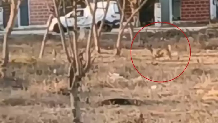 VIDEO_ Vecinos de Opichén captan a venado corriendo por la zona