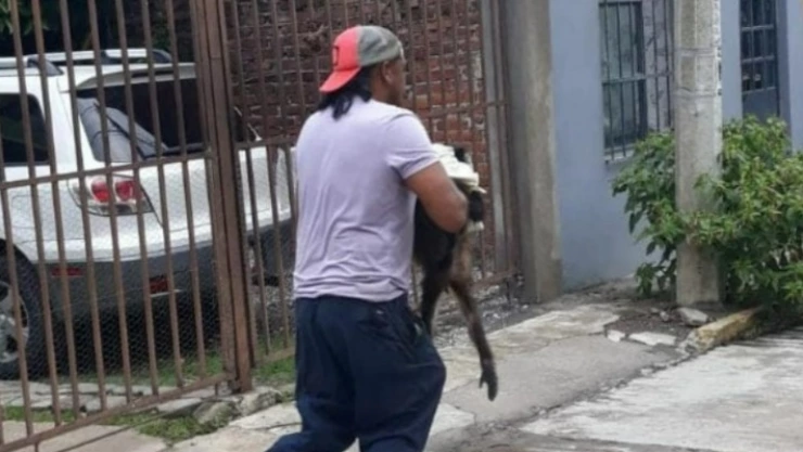 Mono araña en Cuernavaca