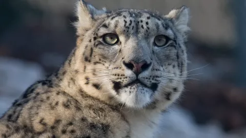 VIDEO Captan raro leopardo de las nieves en Kazajistán