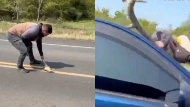 Automovilista atropella a sujeto que intentaba salvar un lagarto.jpg