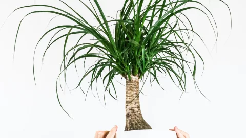 una maceta con una planta pata de elefante.