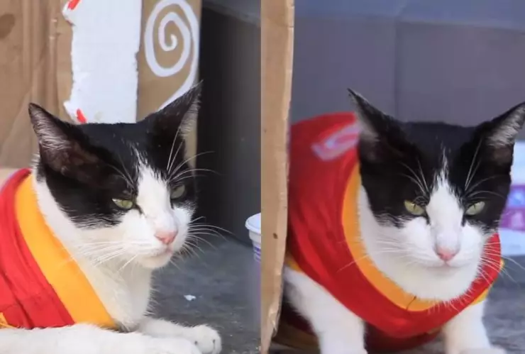 Abandonan a gatita y el destino la llevó a formar parte de una tienda