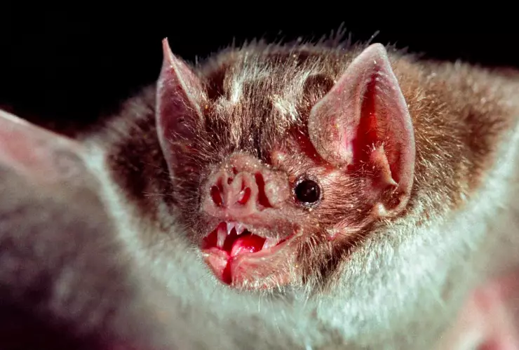 FOTO MURCIÉLAGO.jpg