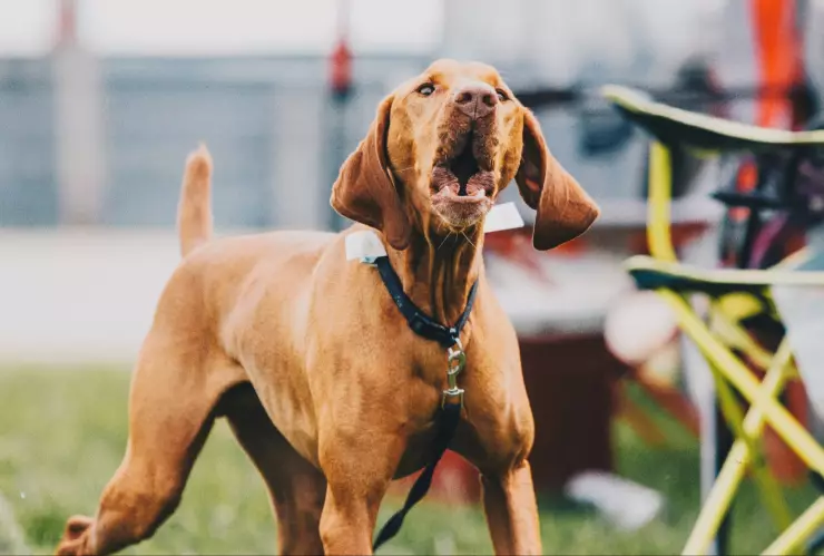 Perro le ladra al aire