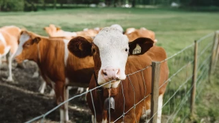 Precio del ganado hoy 26 de noviembre 2025.jpg