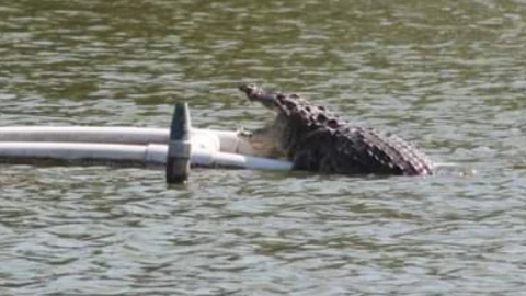 Cocodrilo del malibrán