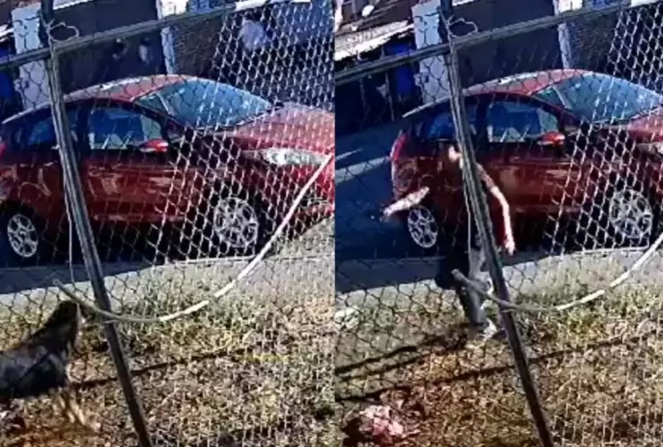 Niño le dispara a perro