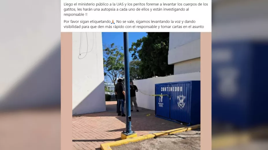 Denuncian gatos envenenados en la UAS en Mazatlán