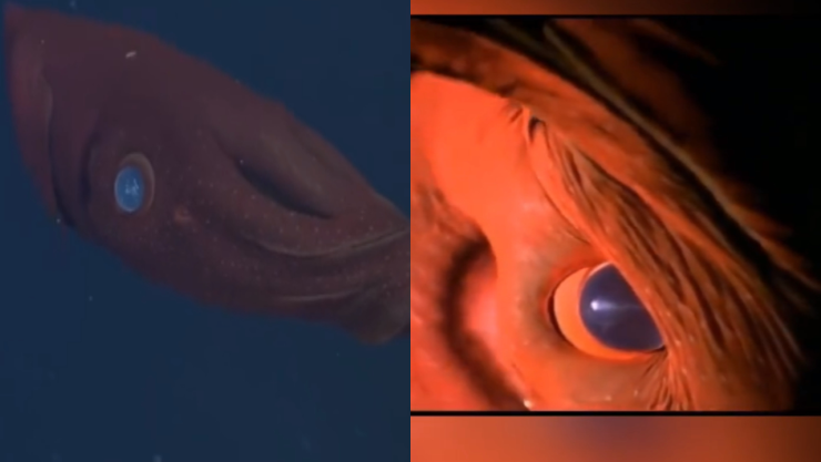 calamar vampiro del infierno