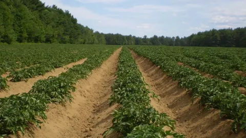 peste negra nuevo estudio 3.jpg