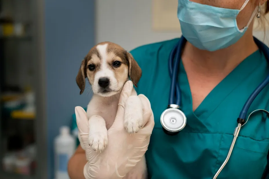 Veterinario.jpg