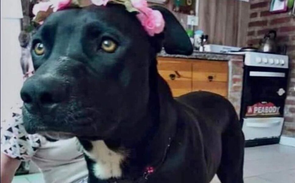 Para un juez en Argentina, una pareja y su perra formaban una “familia multiespecie” por lo que decidió declararla como su “hija no humana.