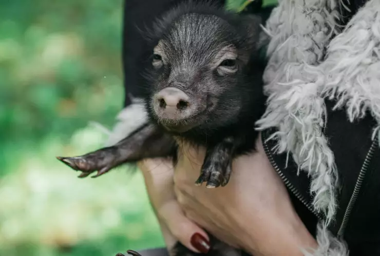 PORCINOTERAPIA_PEXELS_Alexandra Novitskaya