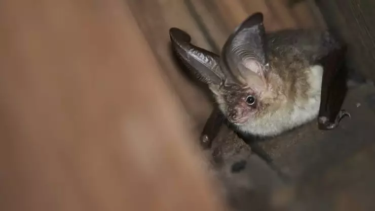 Muere niña de 8 años tras mordedura de murciélago en Oaxaca
