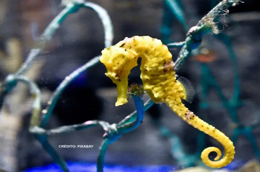 buscando-a-nemo