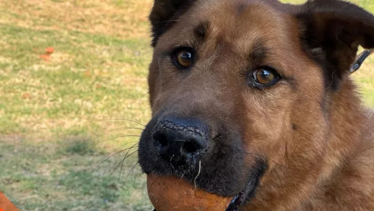 Perros que están en adopción en CDMX