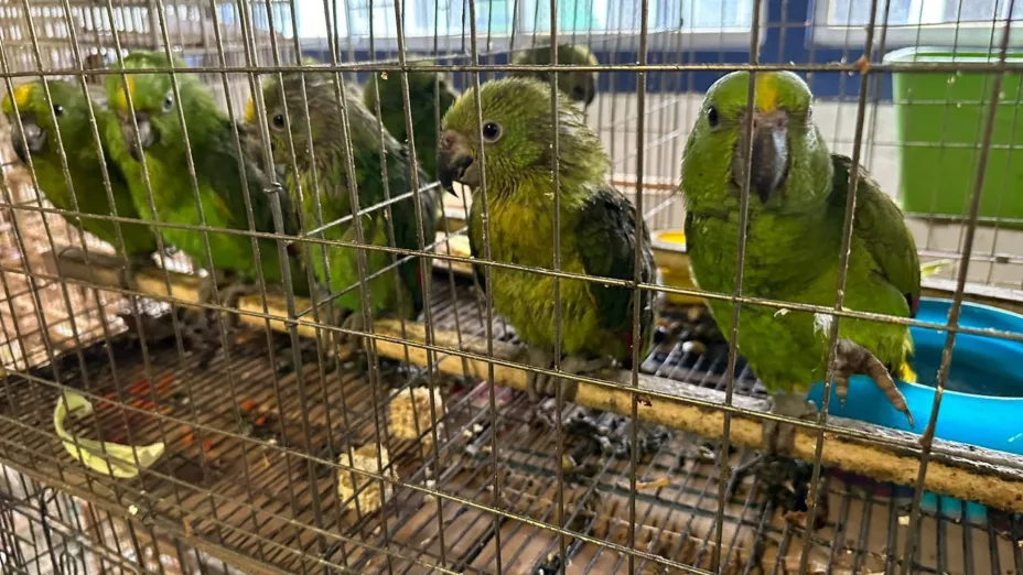 Médicos de la AZCARM rehabilitan a mil 500 aves rescatadas del tráfico de especies en Iztapalapa.jpg