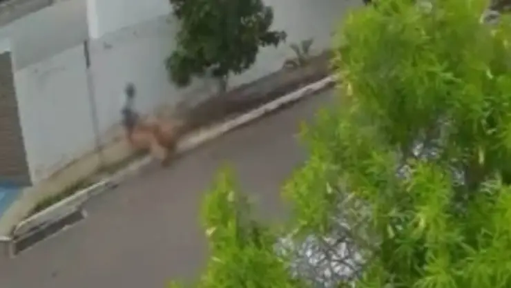 ¡Alarmante! ABUELITA es brutalmente ATACADA por dos perros en calles de Los Héroes; esto se sabe
