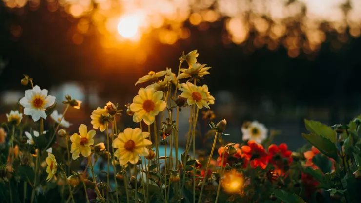Esta es tu flor de la suerte seg&uacute;n tu fecha de nacimiento