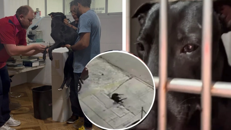 Veterinario rescata a perrito que lanzaron de un tercer piso en Cancún; este es su estado de salud