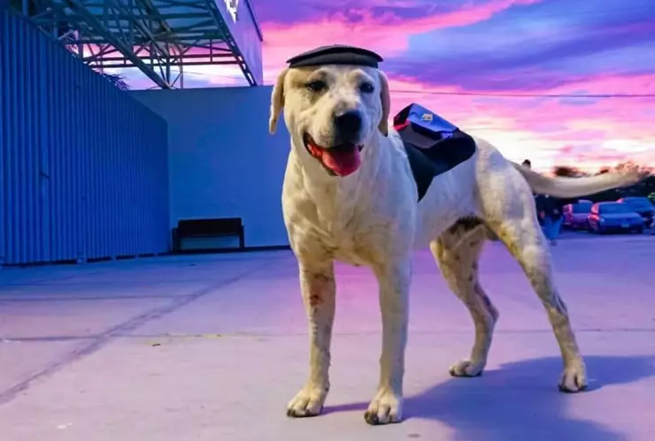errito “Ingeniero” de la Universidad Tecnológica de Tehuacán