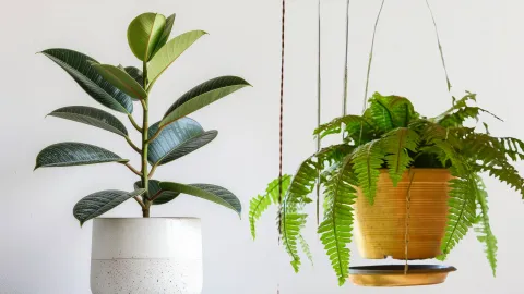 plantas de interior