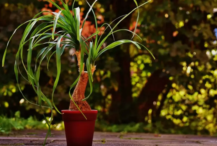 ilegal comercializar patas de elefante.jp