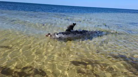 FOTOS_ Aparece delfín sin vida en costas Yucatecas