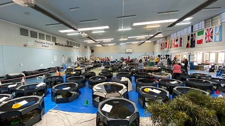 koalas atendidos en escuela.jpg