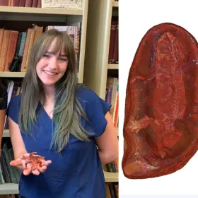Estudiantes descubren nueva especie de protoanfibio