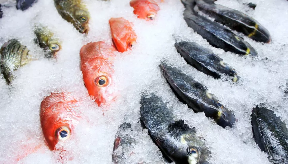 Revelan nuevo estudio de pescado congelado