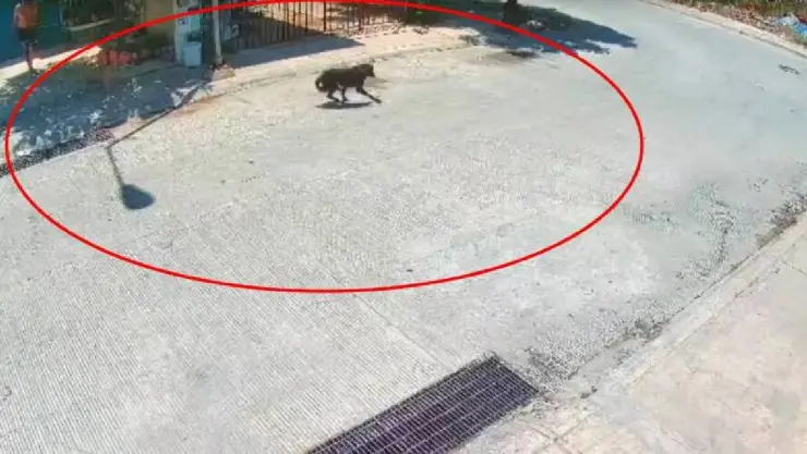 Hombre amputa con machete patita de un perro ‘Negrito’ en Umán; vecinos casi lo linchan.jpg