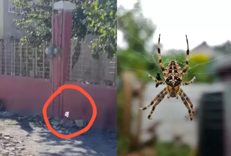 ¿Arañas voladoras? Captan caída de telarañas del cielo