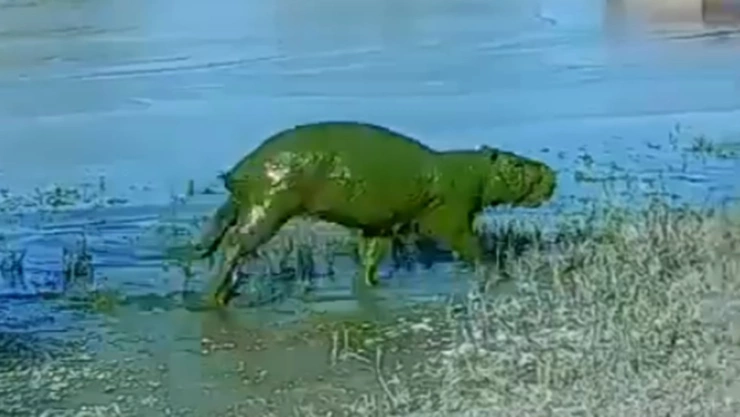 capibaras pelaje color verde