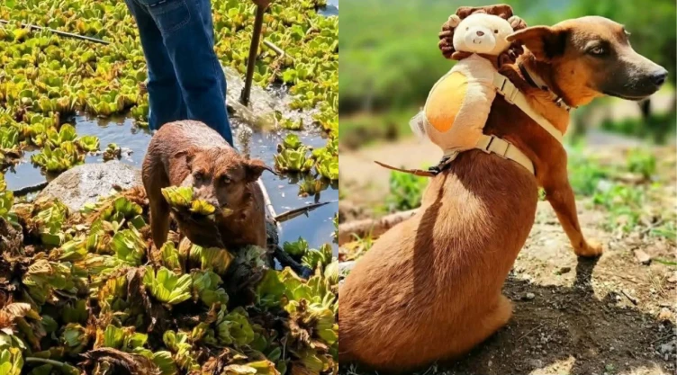 Envenenan a perrita Beni en Oaxaca; era parte del tequio que recolectaba lechuguilla